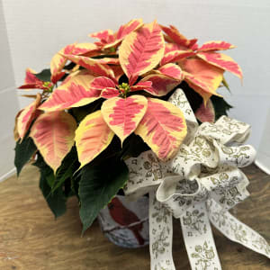 6.5" Poinsettia Flower Bouquet