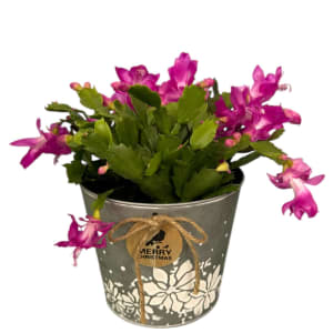 Christmas Cactus Flower Bouquet