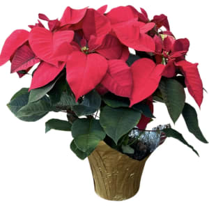 Happiest Holidays Poinsettia Flower Bouquet