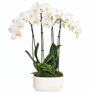 Elegant 4 Stem Orchid