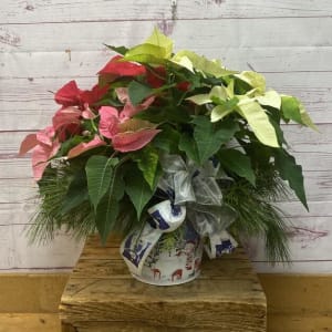 Large Holiday Dressed Poinsettia Plant Flower Bouquet
