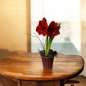 Amaryllis Potted Plant Flower Bouquet