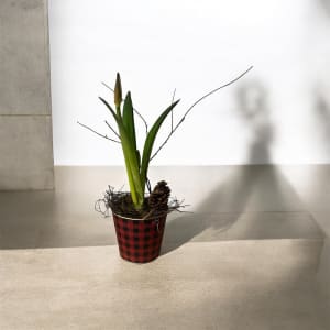 Amaryllis Potted Plant Flower Bouquet