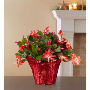 Christmas Cactus