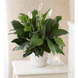 Peace Lily Plant