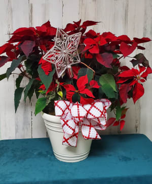 8" Red Poinsettia