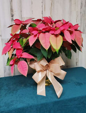 8" pink poinsettia Flower Bouquet