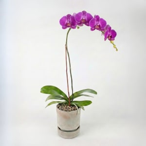 PURPLE Flower Bouquet