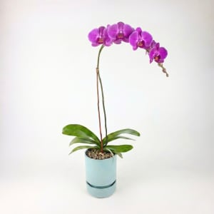 PURPLE Flower Bouquet