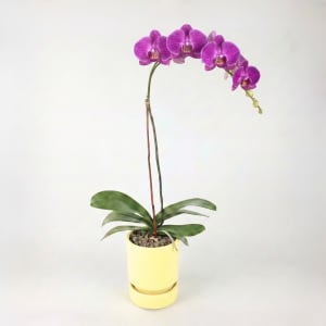 PURPLE Flower Bouquet