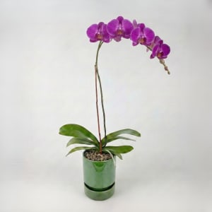 PURPLE Flower Bouquet