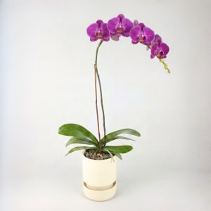 PURPLE Flower Bouquet