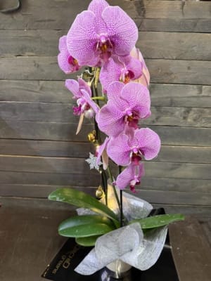 Blooming orchid EBF-130 Flower Bouquet