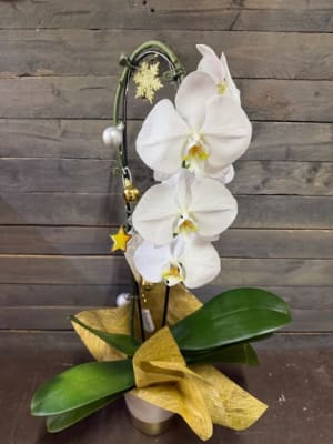 Blooming orchid EBF-130 Flower Bouquet