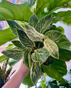 Designer's Choice House Plant Flower Bouquet