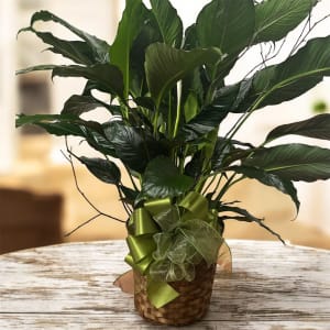 Peace Lily Flower Bouquet
