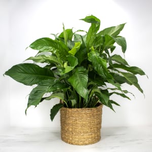 Peace Lily Plant