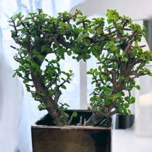 Jade Heart Bonsai