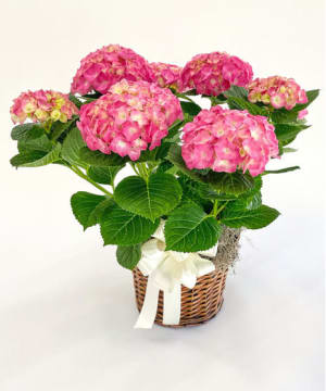 Spring Hydrangea Plant Flower Bouquet