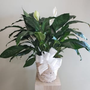 Peace Lily Flower Bouquet