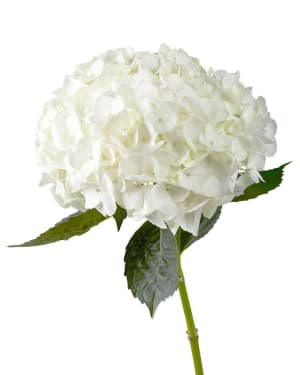 Hydrangeas