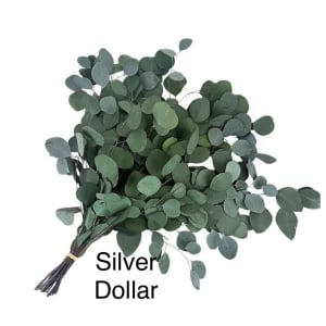 Eucalyptus