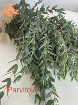 Eucalyptus