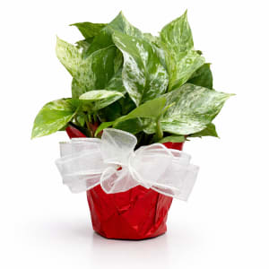 Small Plant 4" Flower Bouquet