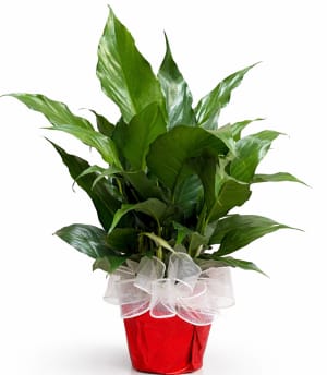 Small Plant 4" Flower Bouquet