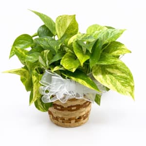 Medium Plant 6" Flower Bouquet