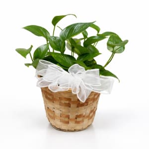 Medium Plant 6" Flower Bouquet