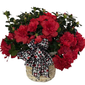 Sweet Blooming Azalea Flower Bouquet