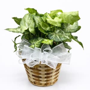 Medium Plant 6" Flower Bouquet