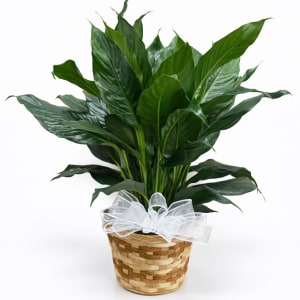 Medium Plant 6" Flower Bouquet