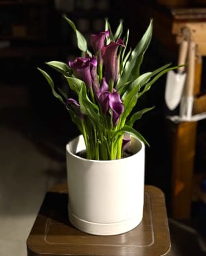 Calla Lily Plant