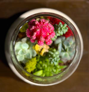 Diamond Succulent Terrarium