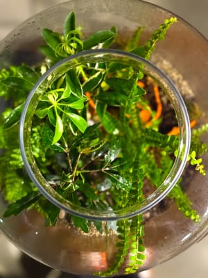 Plant Terrarium
