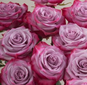 Dozen Rose Bouquet Flower Bouquet