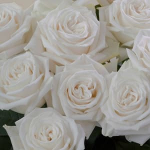 Dozen Rose Bouquet Flower Bouquet