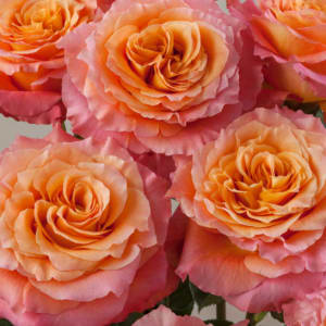 Dozen Rose Bouquet Flower Bouquet