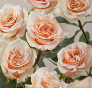 Dozen Rose Bouquet Flower Bouquet