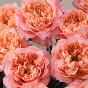 Dozen Rose Bouquet Flower Bouquet