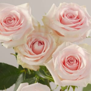 Dozen Rose Bouquet Flower Bouquet