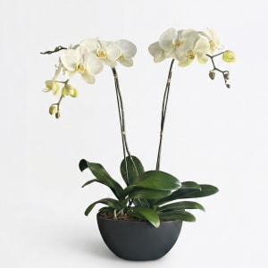 WHITE Flower Bouquet