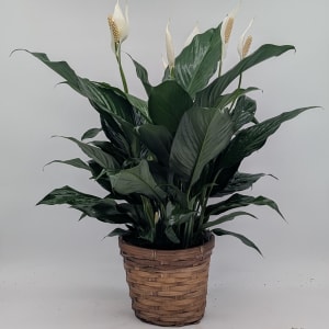 6" Peace Lily Flower Bouquet
