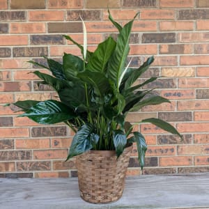 8" Peace Lily Flower Bouquet