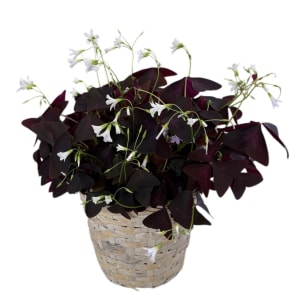 Shamrock Plant Flower Bouquet