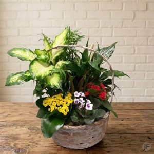 Flowering Dish Garden