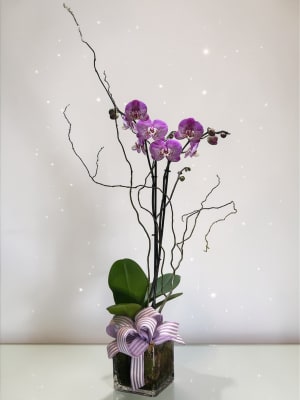 White Phalaenopsis Orchid Flower Bouquet