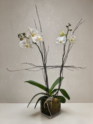 White Phalaenopsis Orchid Flower Bouquet